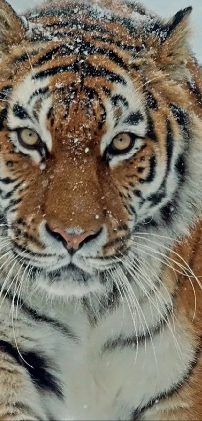 Majestic tiger standing gracefully in a snowy landscape, showcasing nature's beauty.