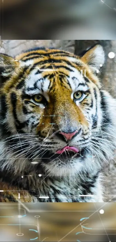 Majestic tiger with digital overlay design on mobile wallpaper.