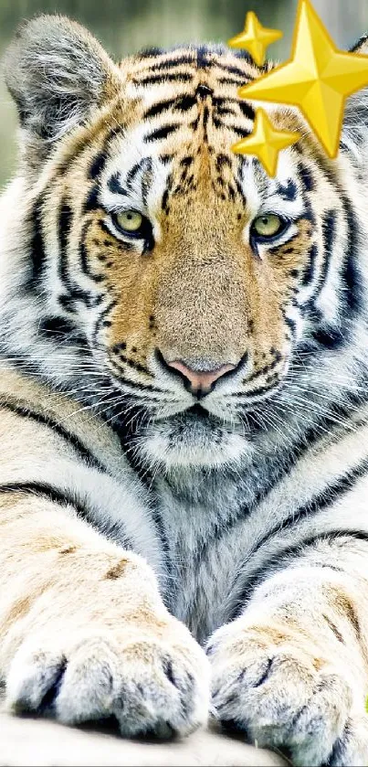 Majestic tiger with a gold star on its head, laying on a stone surface.