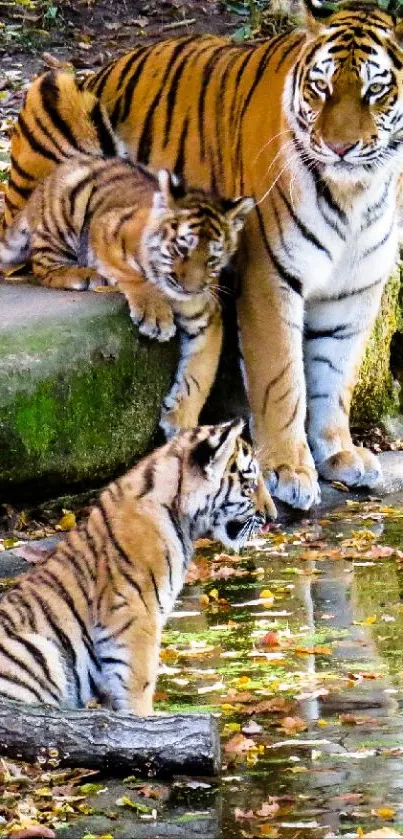 Tigers by a tranquil lake in forest setting.