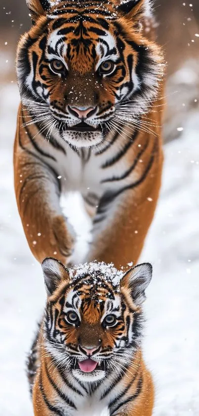 Two tigers walking playfully in the snow.
