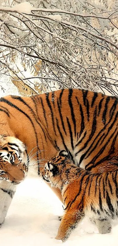 Majestic tiger and cub in snowy landscape wallpaper.