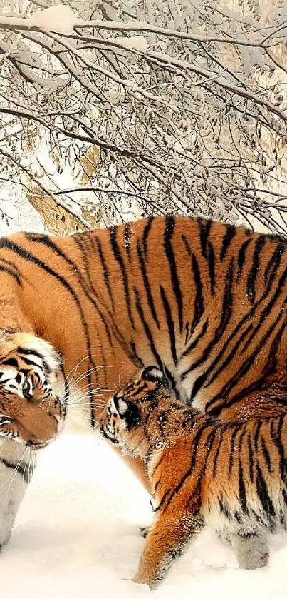 Tiger with its cub in a snowy forest setting.