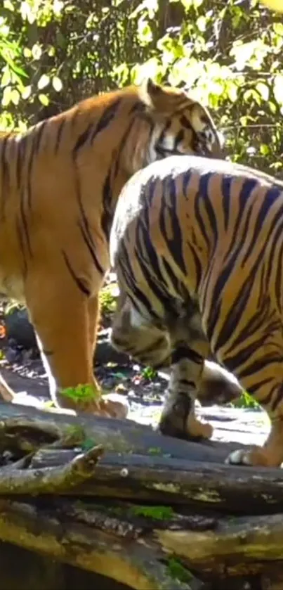 Two majestic tigers walking in jungle scene.