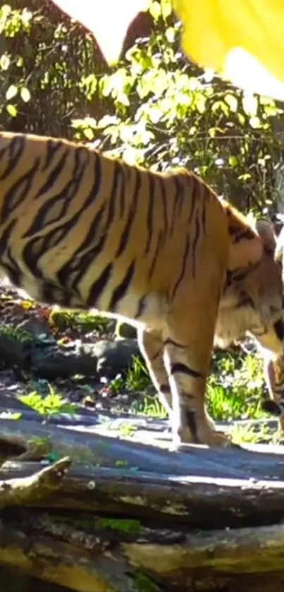 Two majestic tigers standing together in a sunlit forest scene.