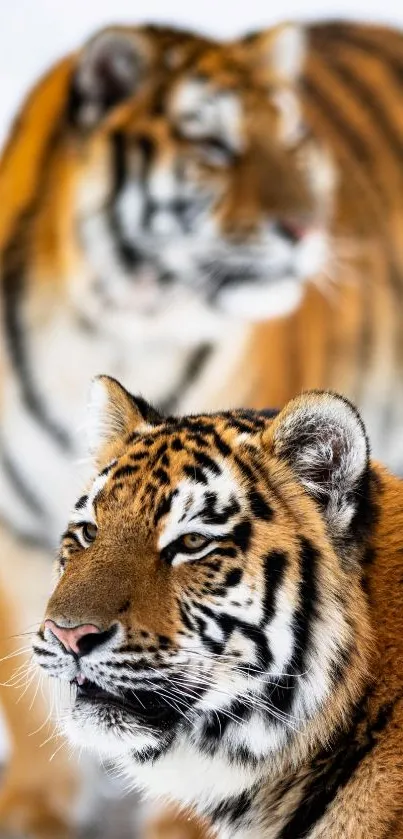 Close-up of tigers in snowy landscape with vibrant fur.