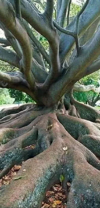 Majestic tree with expansive roots in a lush forest setting.