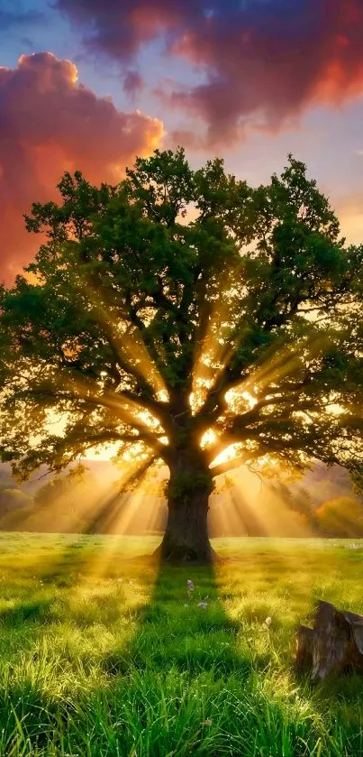 Sunset through a tree with vibrant colors.