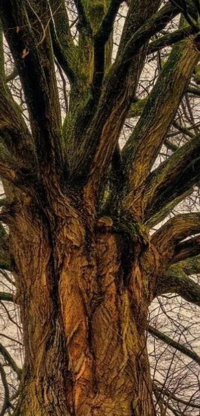 Majestic tree bark with intricate details in a forest setting.