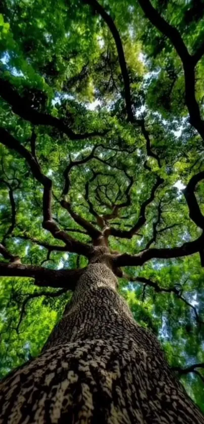 Stunning view of tree branches from below, showcasing a lush green canopy.