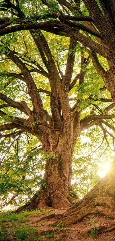 Majestic tree with sunlit leaves creating a vibrant mobile wallpaper background.