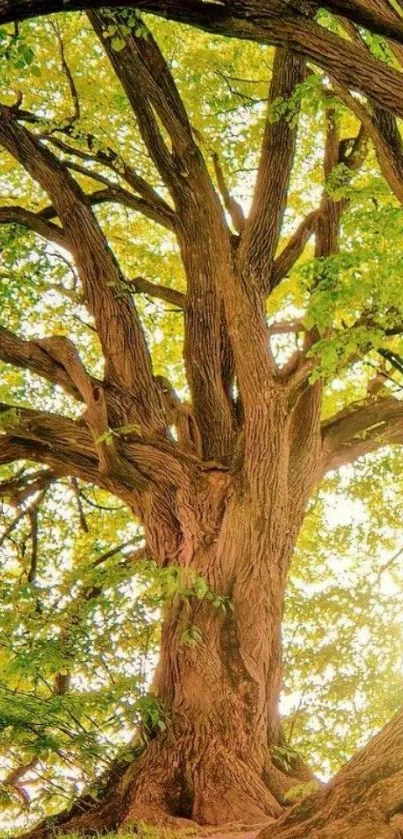 Majestic tree with sunlight filtering through leaves.