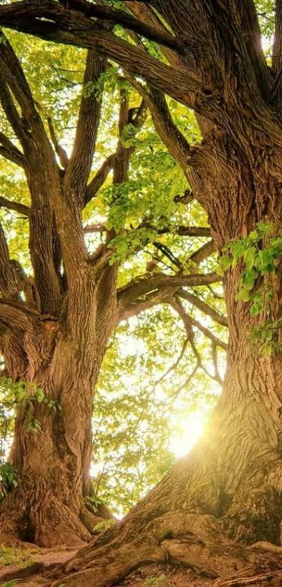 Majestic tree wallpaper featuring sunlight filtering through leaves.