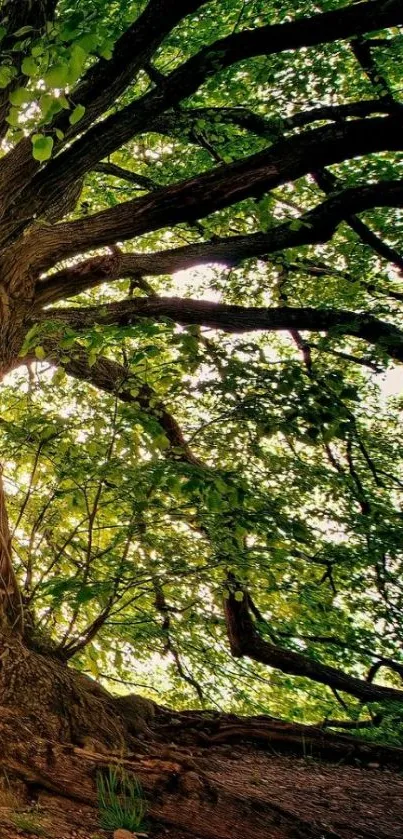 Majestic tree with sunlit leaves, perfect mobile wallpaper.