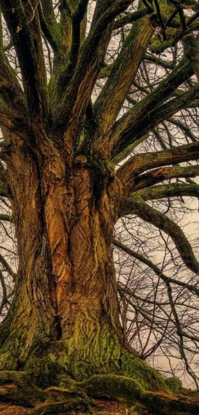 Majestic tree with sprawling branches in a natural setting.