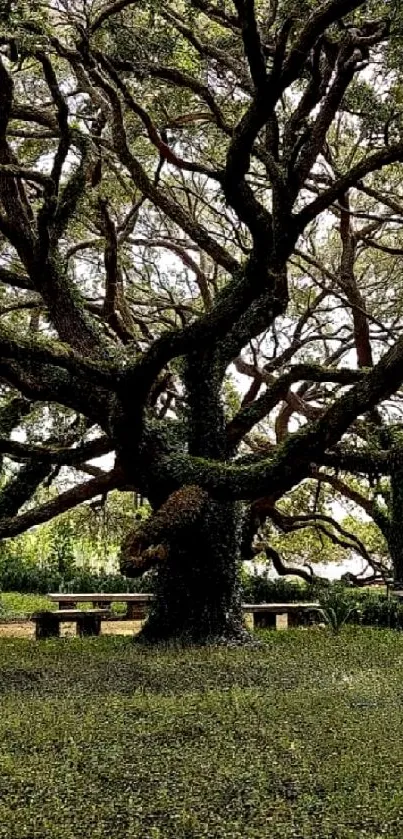 Majestic tree with sprawling branches in lush greenery wallpaper.