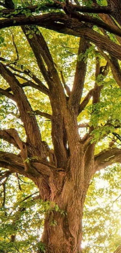 Majestic tree with sunlight in nature wallpaper