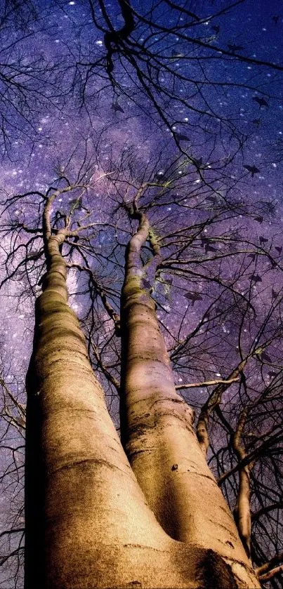 Tall trees under a starry indigo night sky.