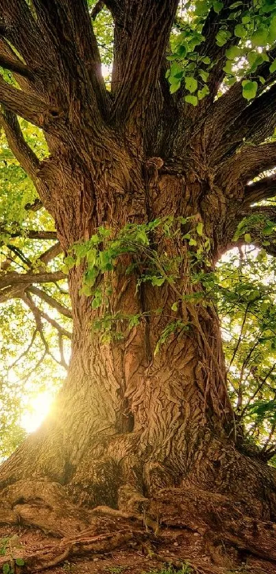 Sunlit majestic tree in lush green forest wallpaper.