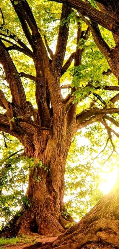 Sunlit tree landscape with majestic trees and bright sunrise filtering through foliage.