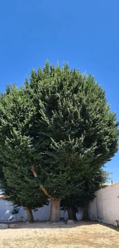 Majestic green tree under a bright blue sky with serene surroundings.