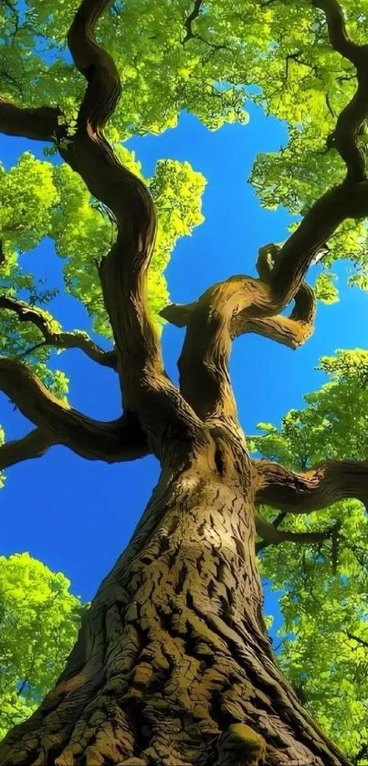 Majestic tree branches reaching towards the blue sky in a serene setting.