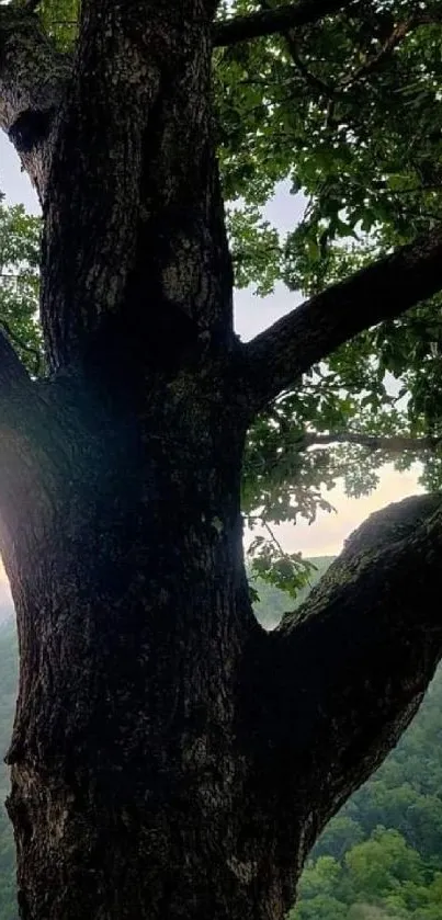 A tree silhouette with a lush mountain backdrop, perfect for nature lovers.