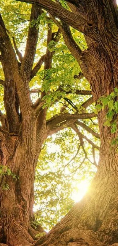 Majestic trees with sunlight peeking through leaves.