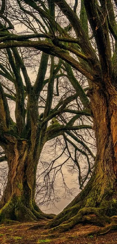 Majestic twin trees on a misty hill with sprawling branches.