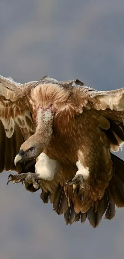 Majestic vulture soaring through the sky.