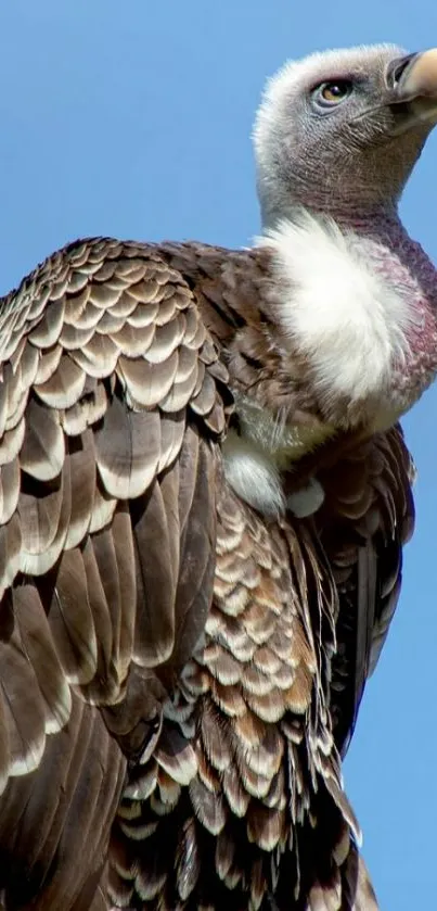 Majestic vulture with detailed feathers against a clear blue sky.