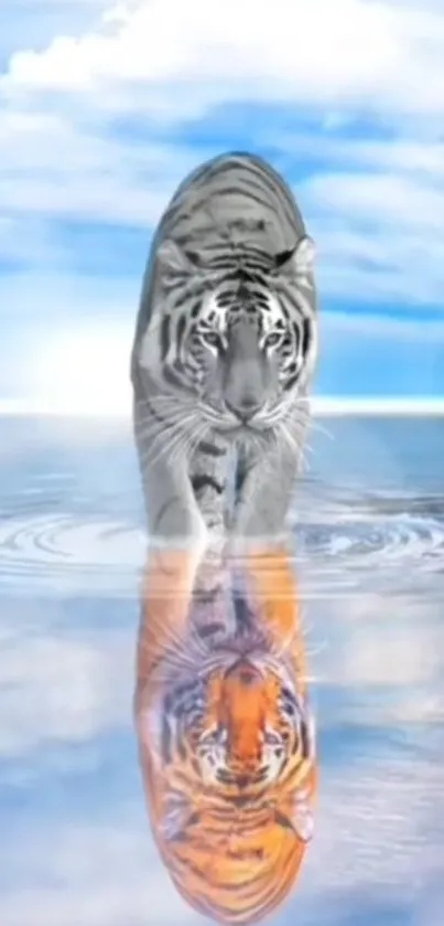 Majestic white tiger with reflection in water under blue sky.