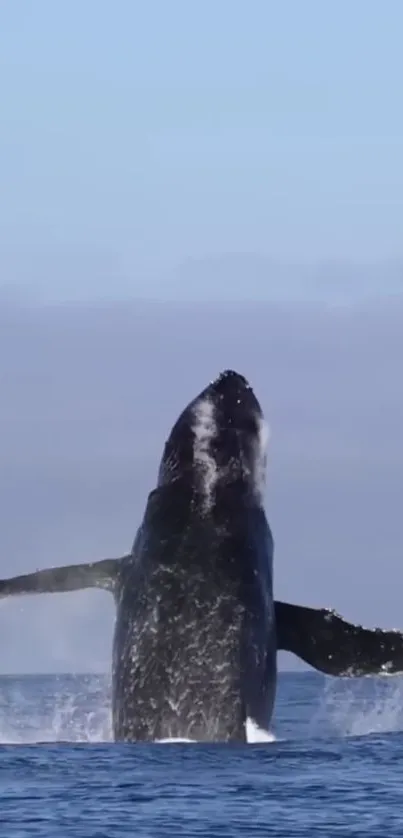 A majestic whale breaching in the clear blue ocean.