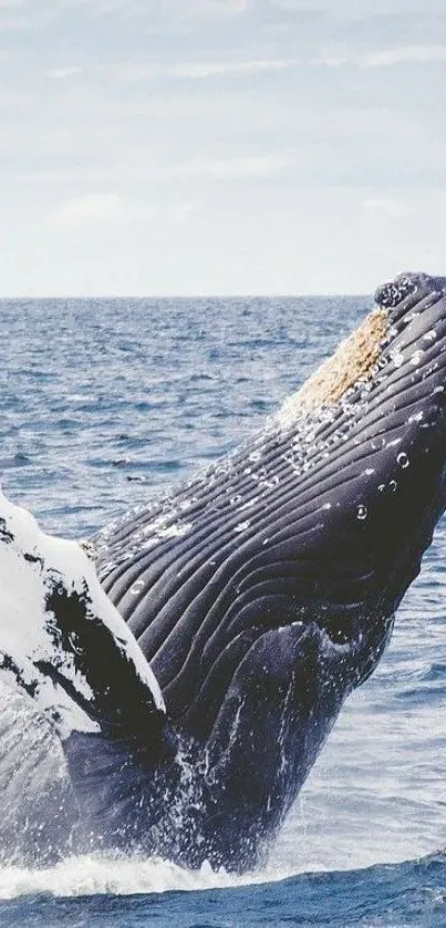 Whale breaching the ocean surface in a stunning natural scene.