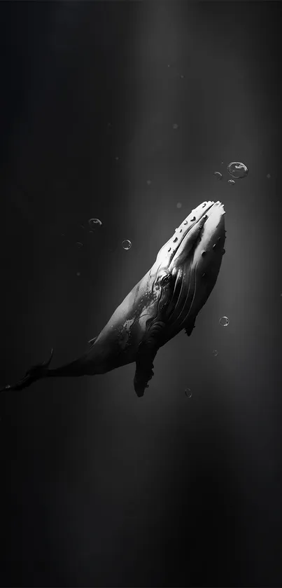 Majestic whale swimming through the dark ocean depths, illuminated by soft light.