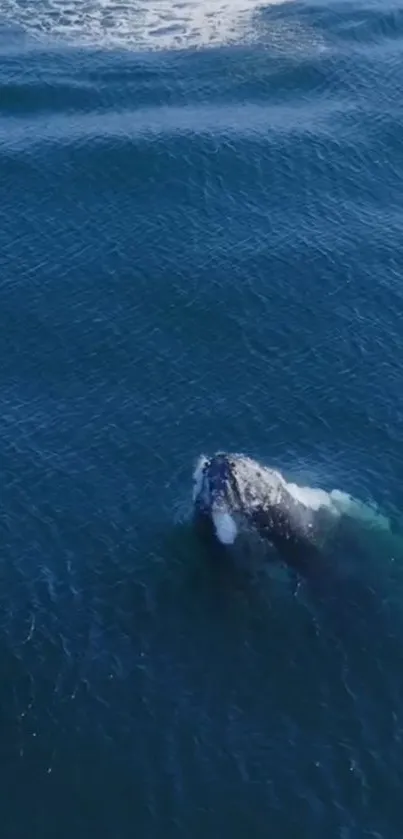 Whale surfacing in the deep blue ocean, showcasing serene marine beauty.