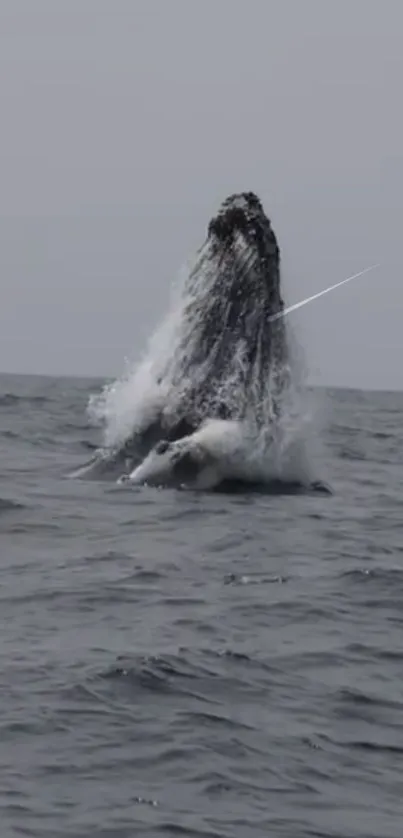 Whale breaching in the ocean against a grey sky, splashing water dramatically.