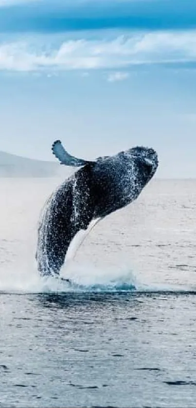 A majestic whale breaching in a calm ocean under a vibrant blue sky.