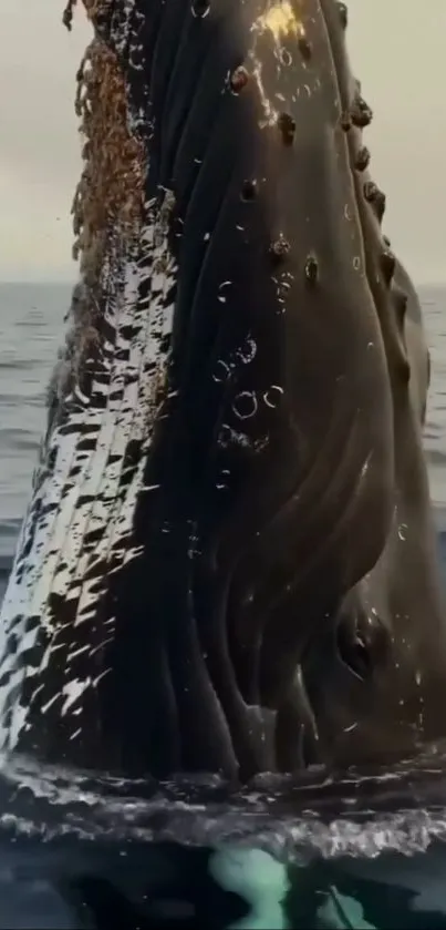 Majestic whale rising from the ocean water, showcasing marine splendor.