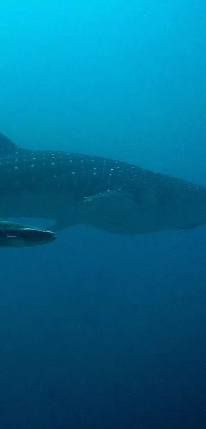 Whale shark swimming in deep blue ocean waters.