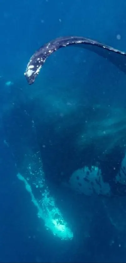 Majestic whale gliding underwater in blue ocean.