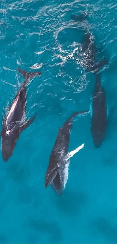 Overhead view of whales swimming in a vibrant blue ocean water.