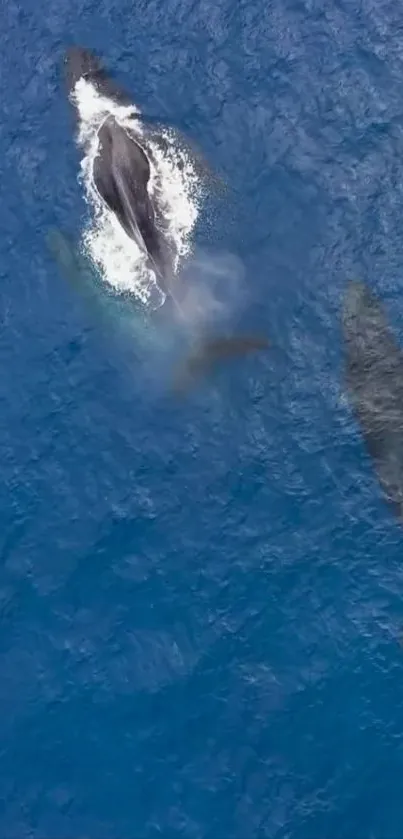 Two whales gracefully swimming in vibrant blue ocean waters.