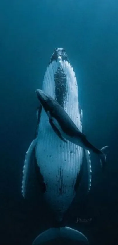 A mother and calf whale swim gracefully underwater in deep blue sea.