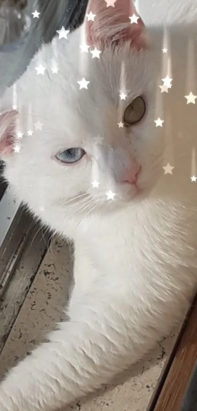 White cat with unique eye colors lounging in sunlight by a window.