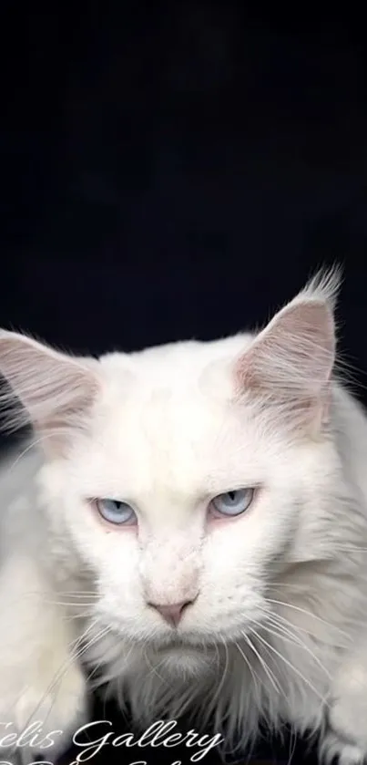 Majestic white Maine Coon cat with blue eyes on a dark background wallpaper.