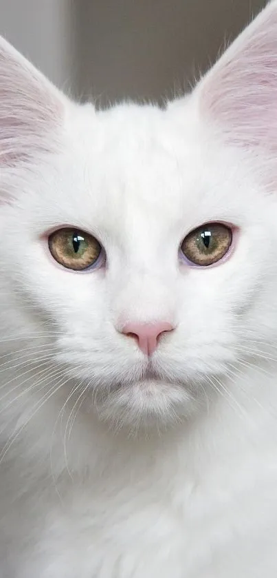 White cat with green eyes in a close-up portrait.