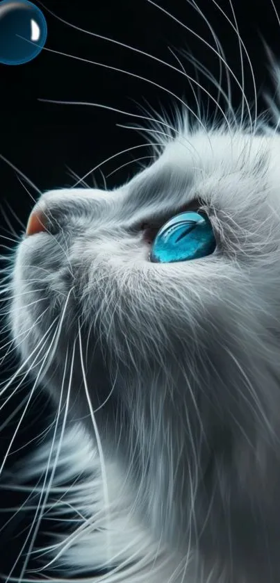 White cat with blue eyes on a dark background, gazing at a bubble.