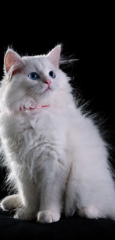 Elegant white cat with blue eyes on a black background.