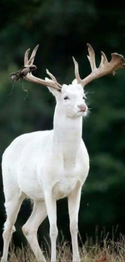 Majestic white deer in a dark forest setting.